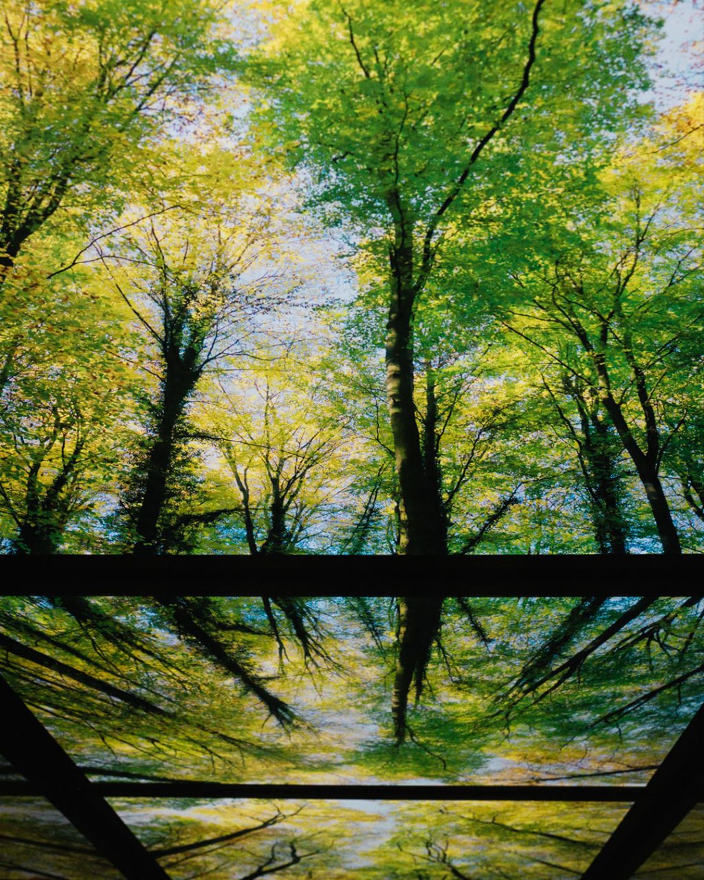 Blick senkrecht nach oben an die Decke des Aufzugs. Die hinterleuchtete Deckenverkleidung zeigt eine detailreiche Fotografie von dichten, grünen Baumkronen im Sommer, die dem Fahrgast das Gefühl geben, mitten im Wald zu stehen.
